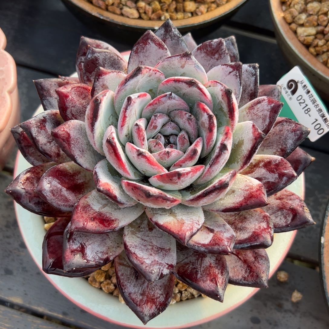 多肉一物一拍0218-100黑