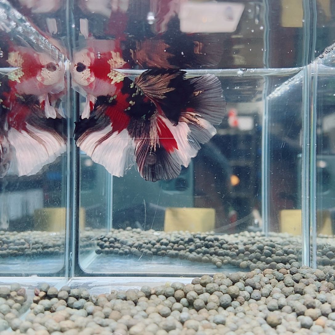 斗鱼软***师黑129号a a a a a