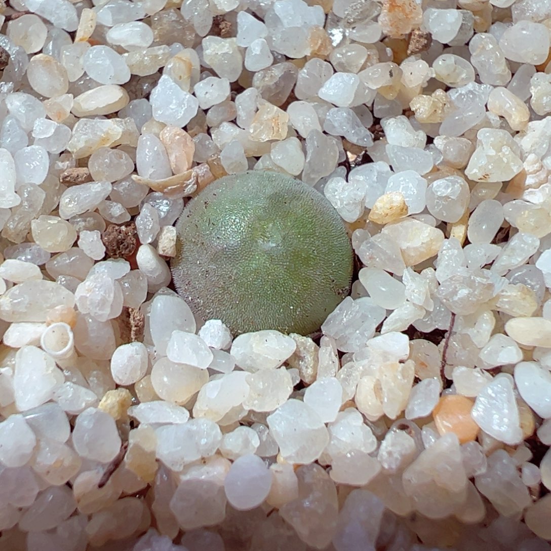 1210-347多肉多肉空蝉奔