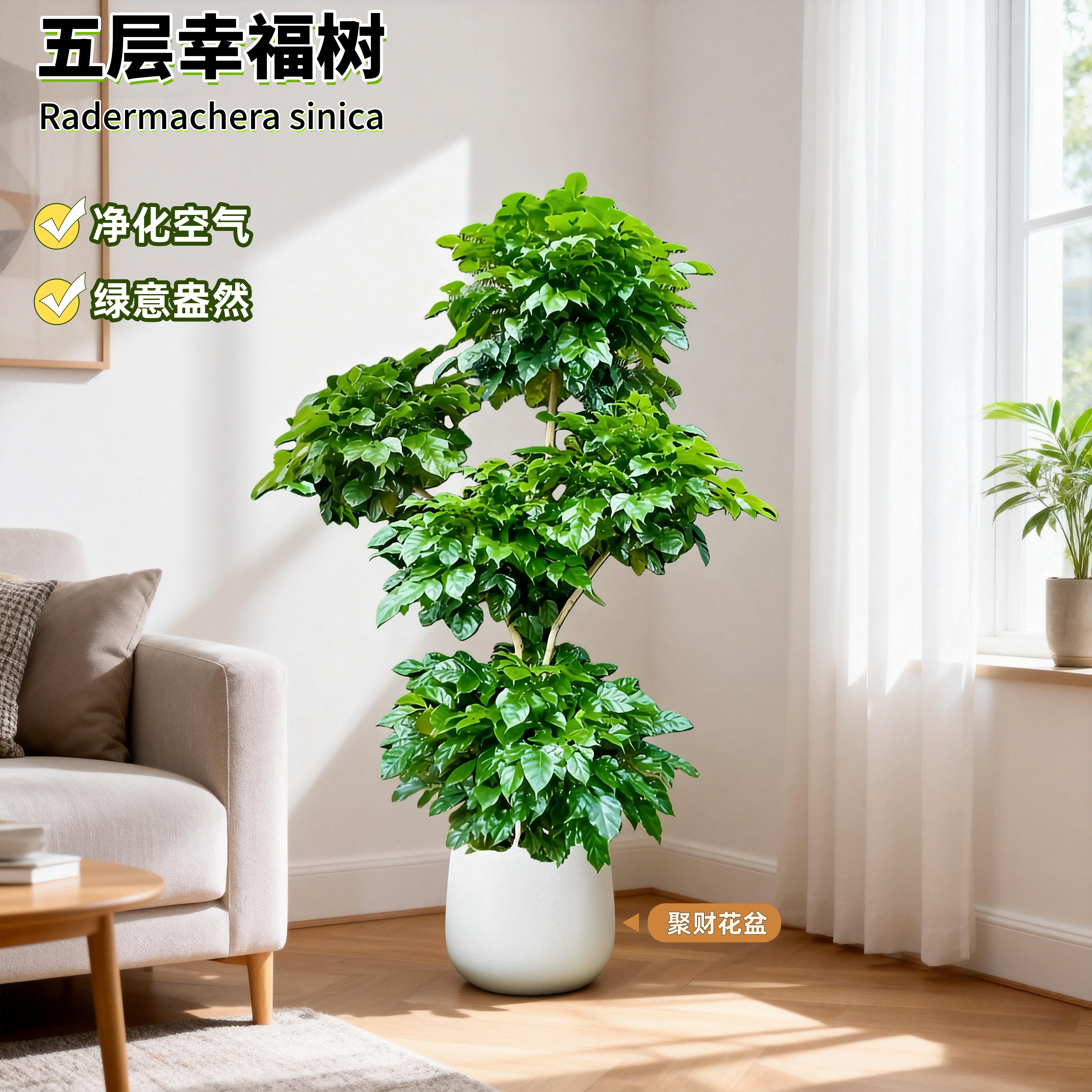 【送货上门】五层精品幸福树1.6-1.8米老桩室内美观净化空气绿植