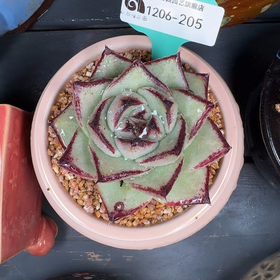 从前慢花园多肉编号1206.205