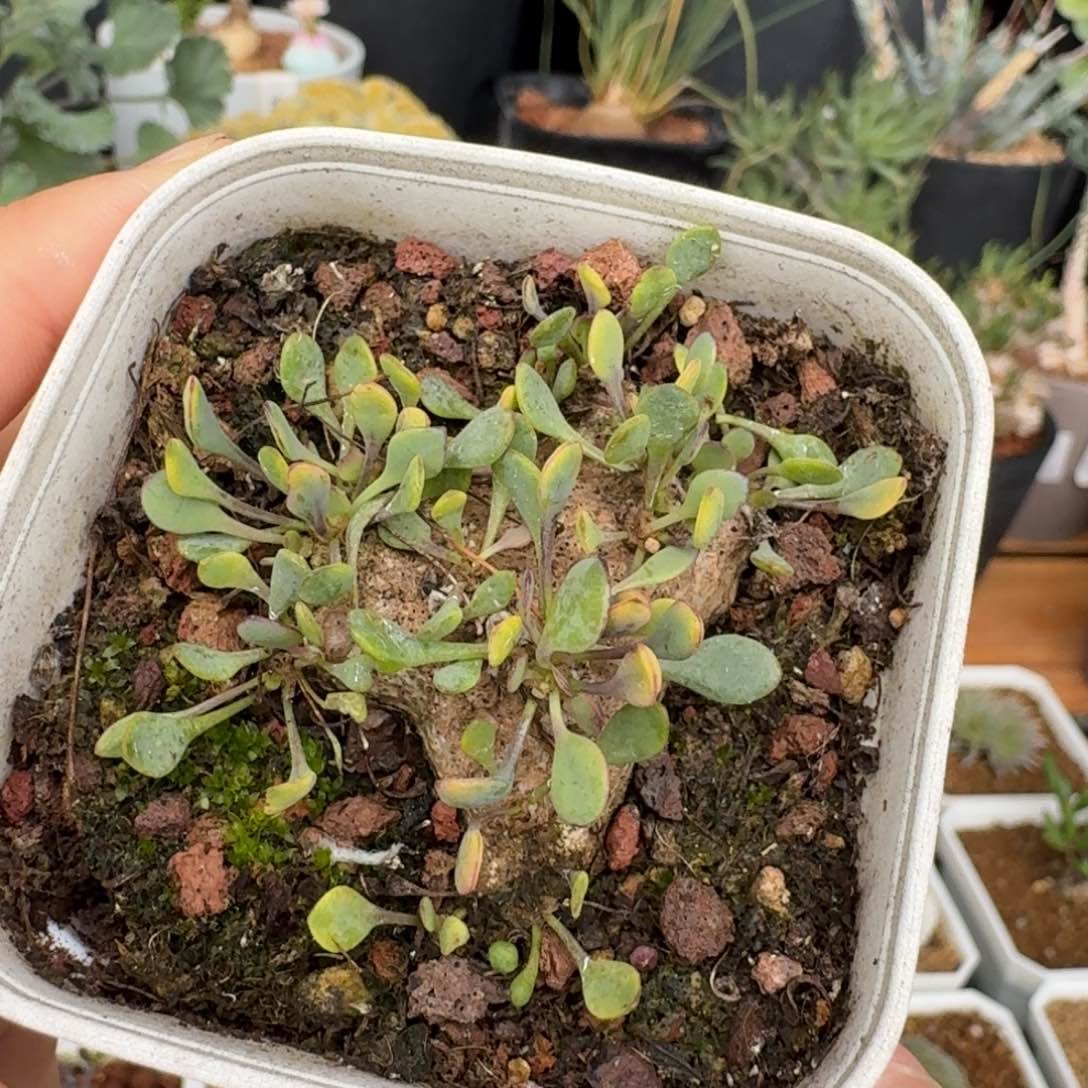 熔岩圆叶格加厚敦菊一物一拍