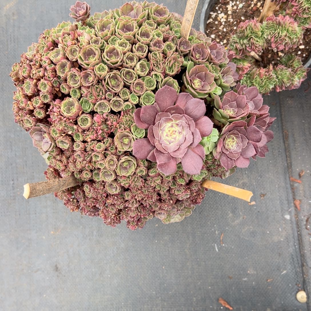 万圣节全朵朵老桩厚板