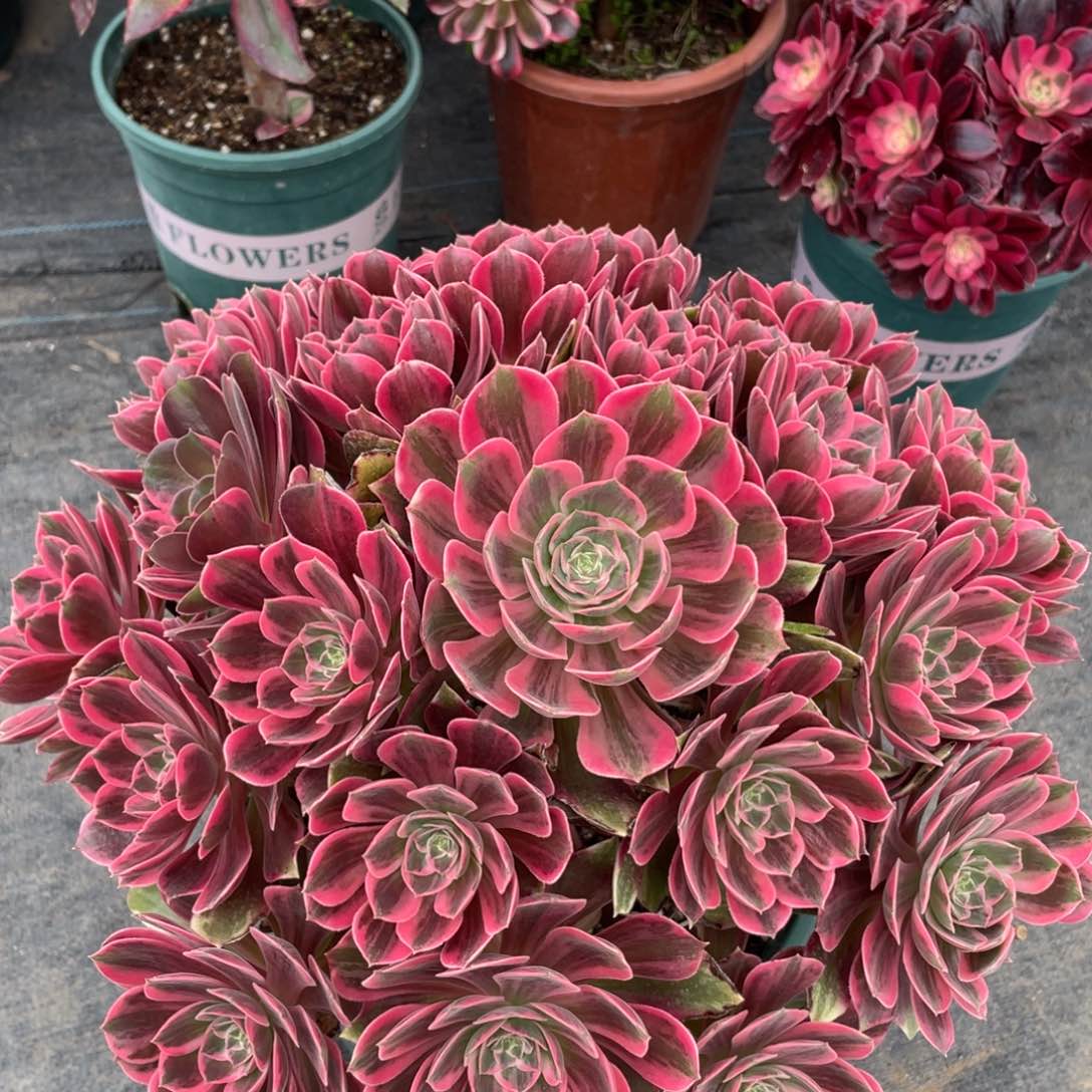 紫砂茶杯我**静分哥哥哥哥哥哥