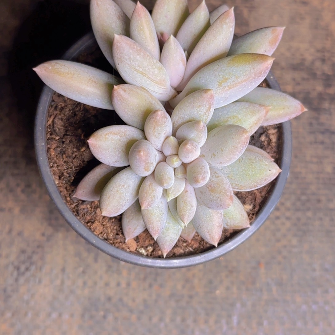 哥特缀福利111111111111111