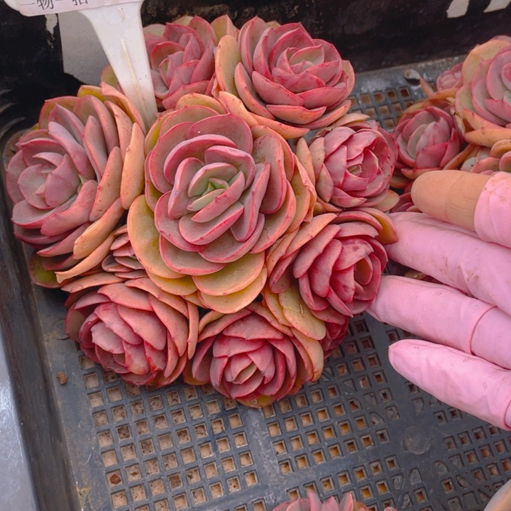 谢谢你的支持0000000266