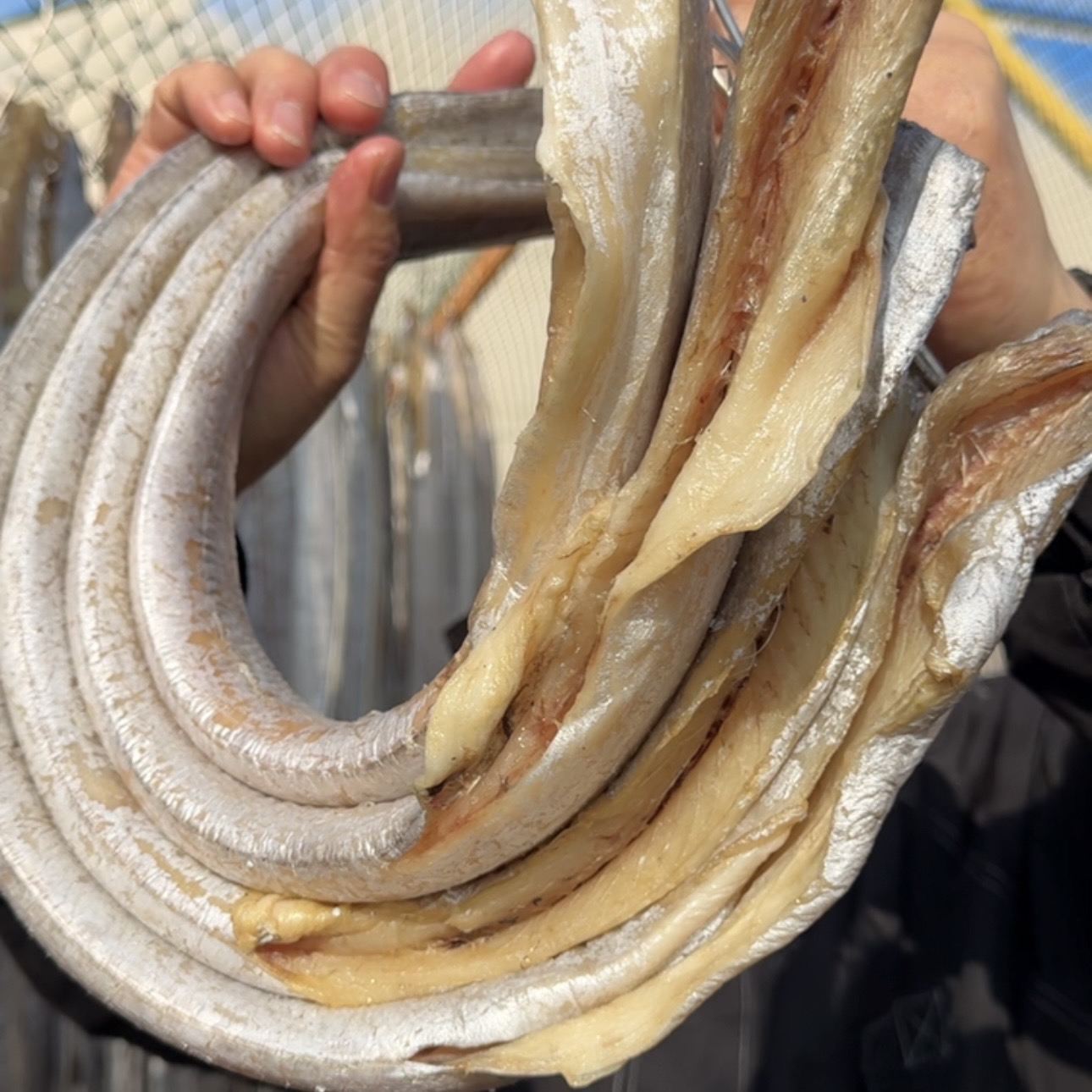 【顺丰、京东】荣成胶东一卤鲜3-4成干带鱼干 刀鱼干3斤