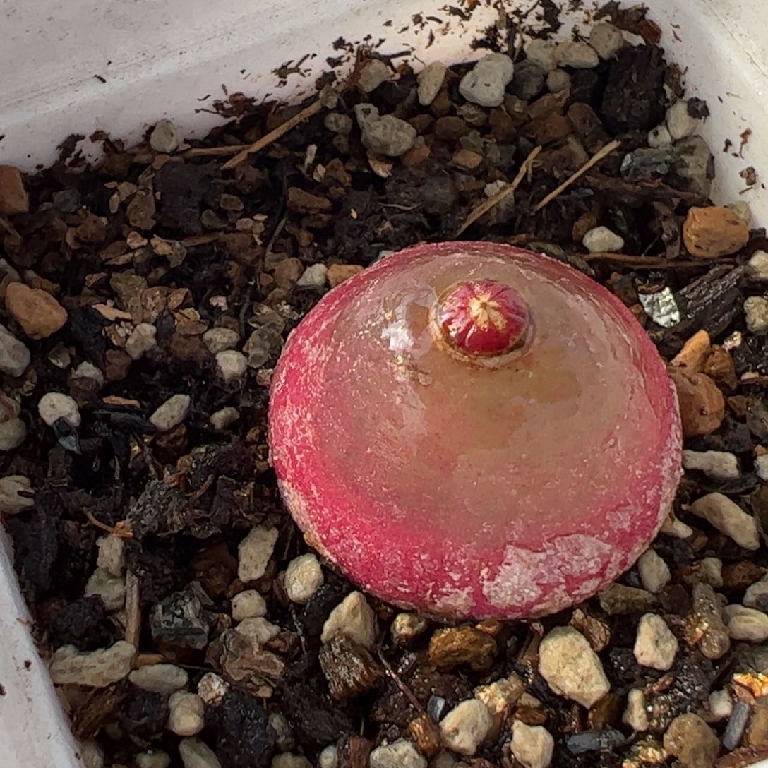 752多肉植物组合