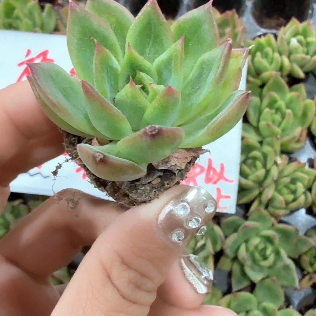 红冬云穴苗3颗一组