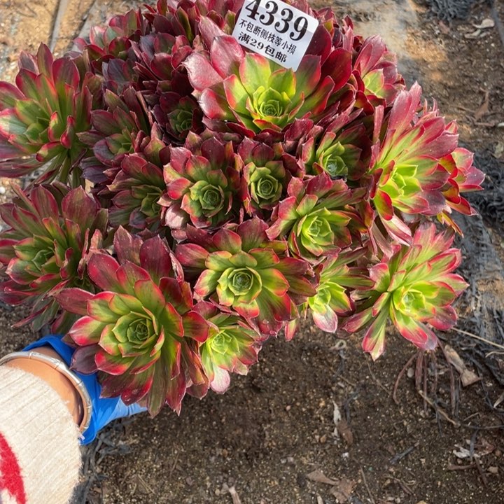 339号安娜多肉植物