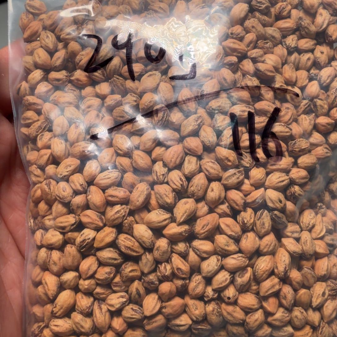 吊坠柏香籽/百香籽J****D