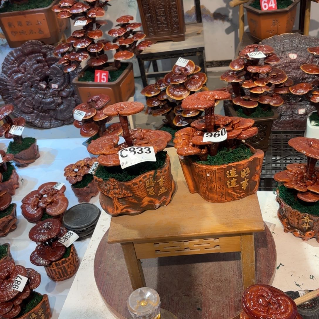 无花朵灵芝888888888888888