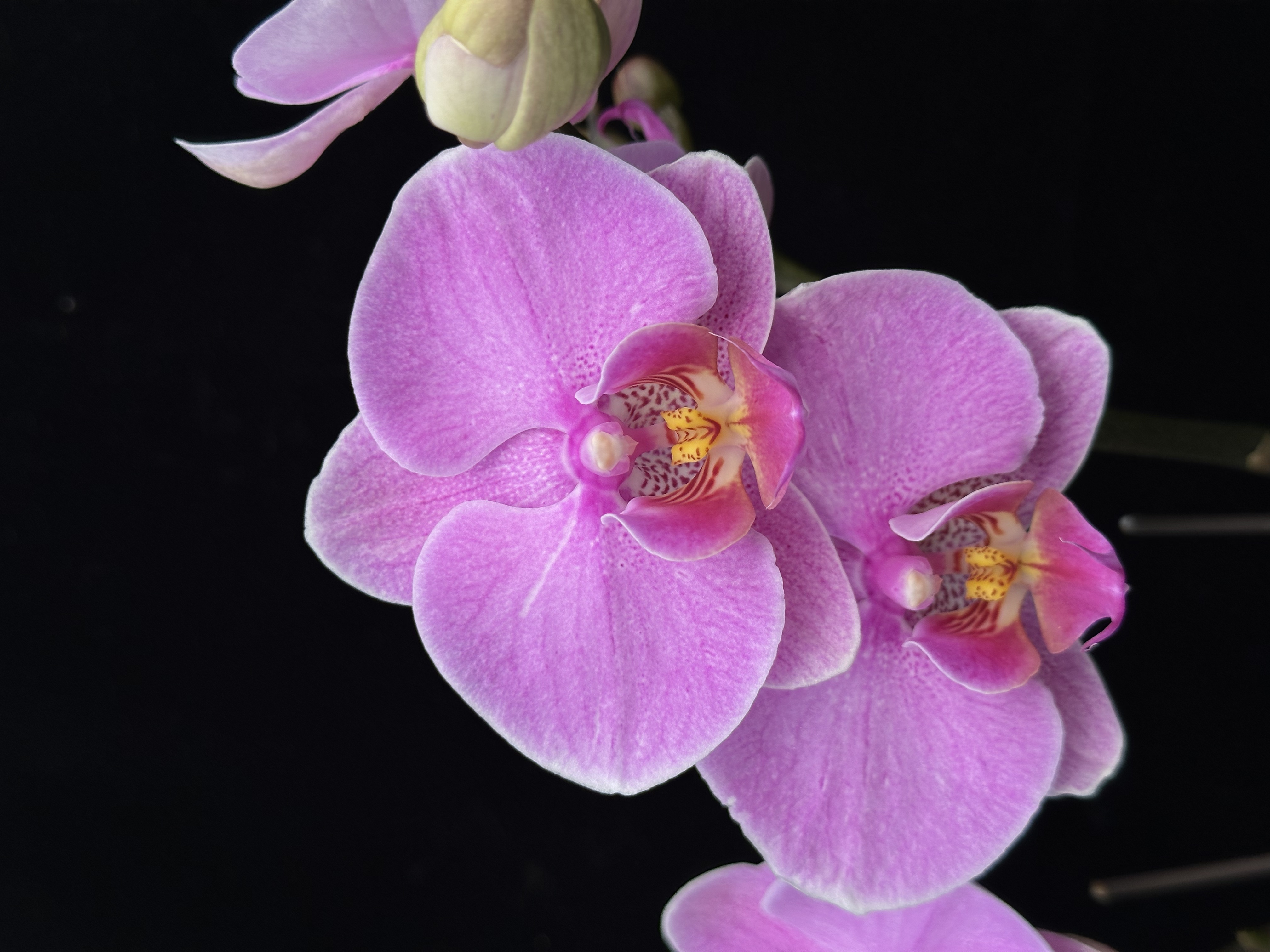 蝴蝶兰【明日之星】粉色中大花 基地直发