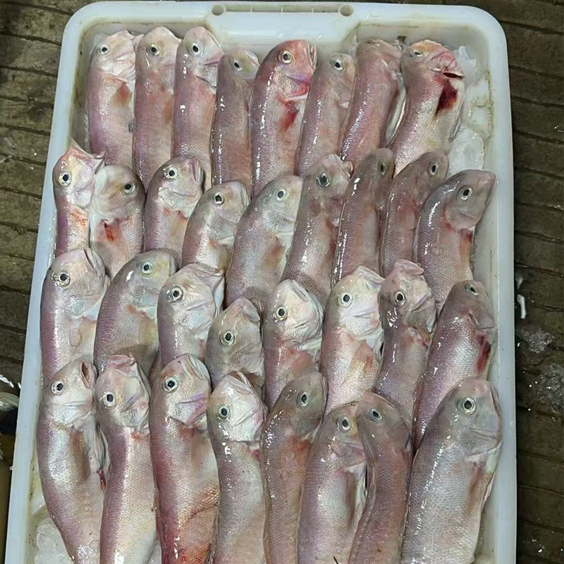 汕尾港发货马头鱼甘鲷鱼蒜瓣肉不鲜包赔