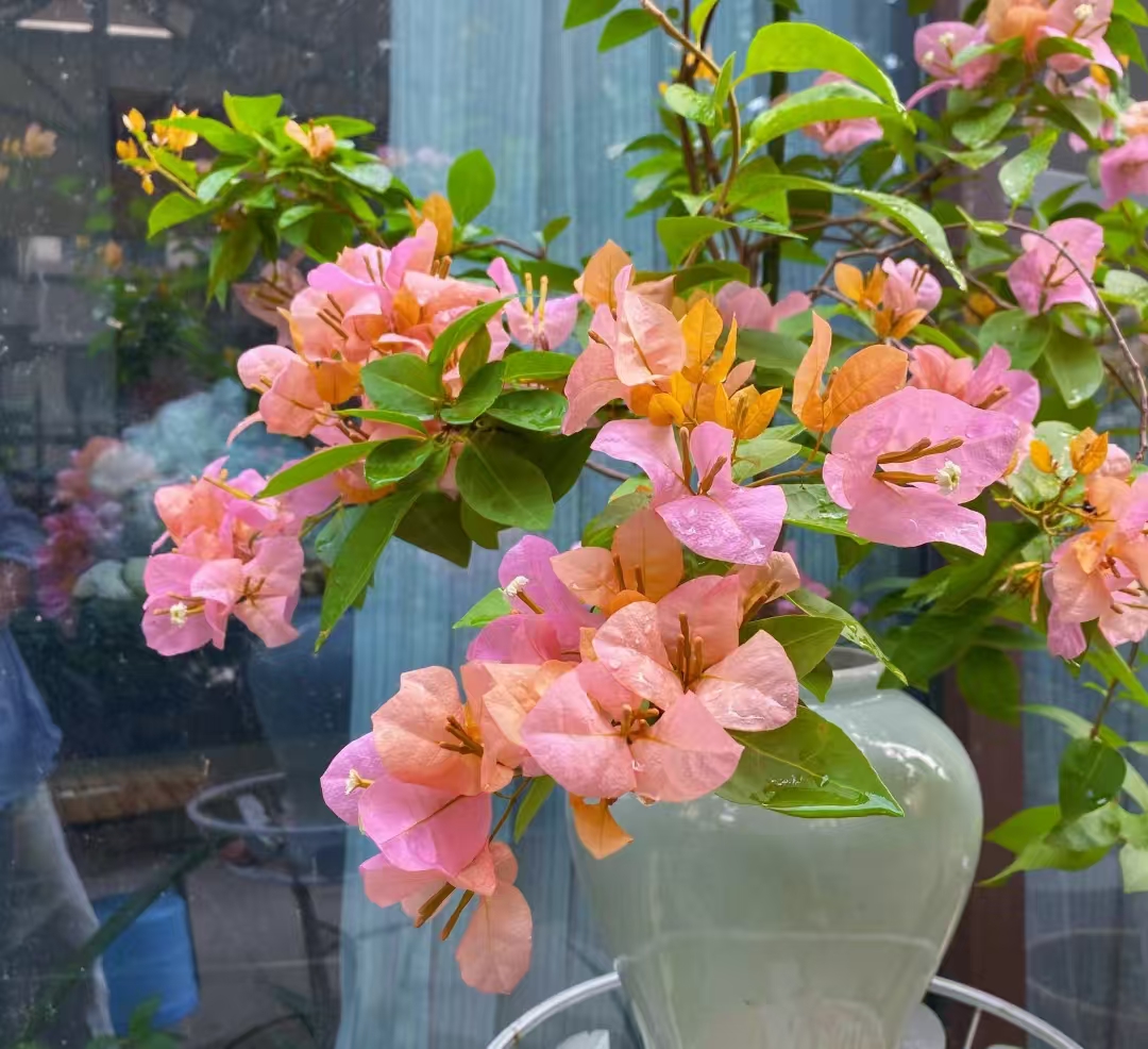 《金发女郎》三角梅一物一拍，运输途中落花落叶属正常现象，介意慎拍