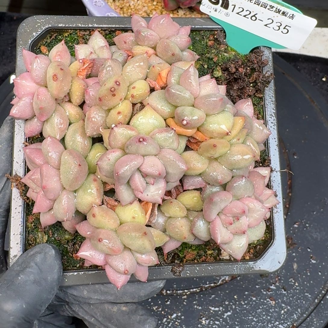 从前慢多肉精选编号1226.235