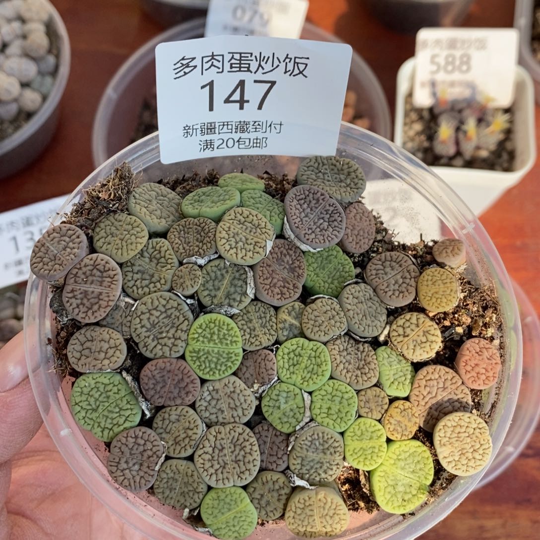 感谢您的支持，00147