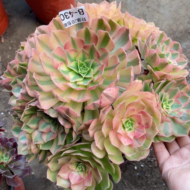 430雨荷多肉12345688多肉