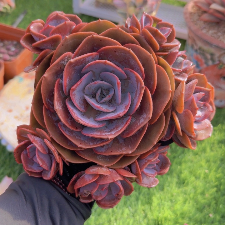 尘埃玫瑰一物一拍