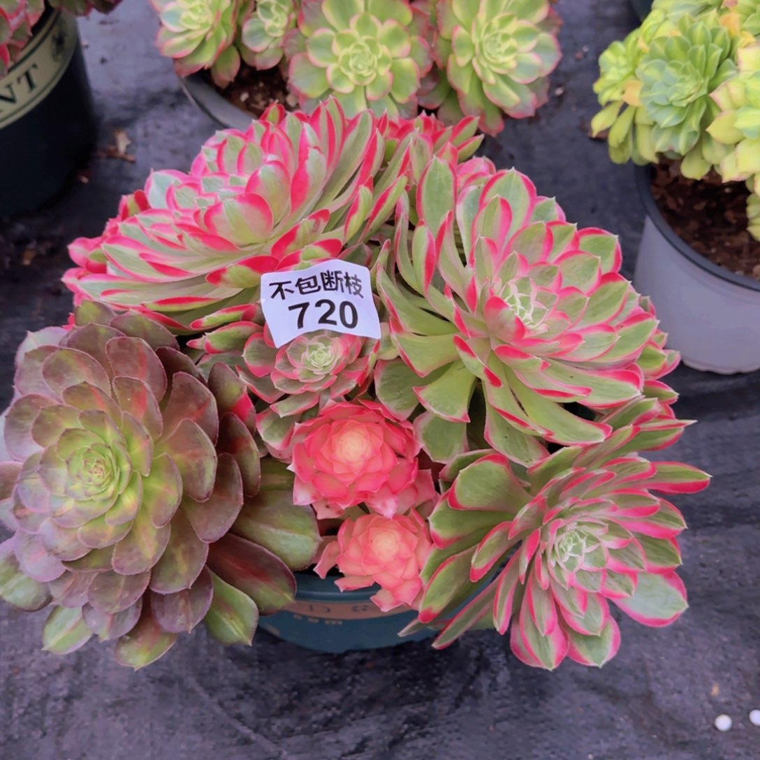 精品多肉植物720