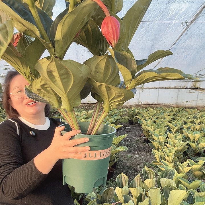 萍***儿少量花朵（建议范围：2朵-5朵 或40%以下）