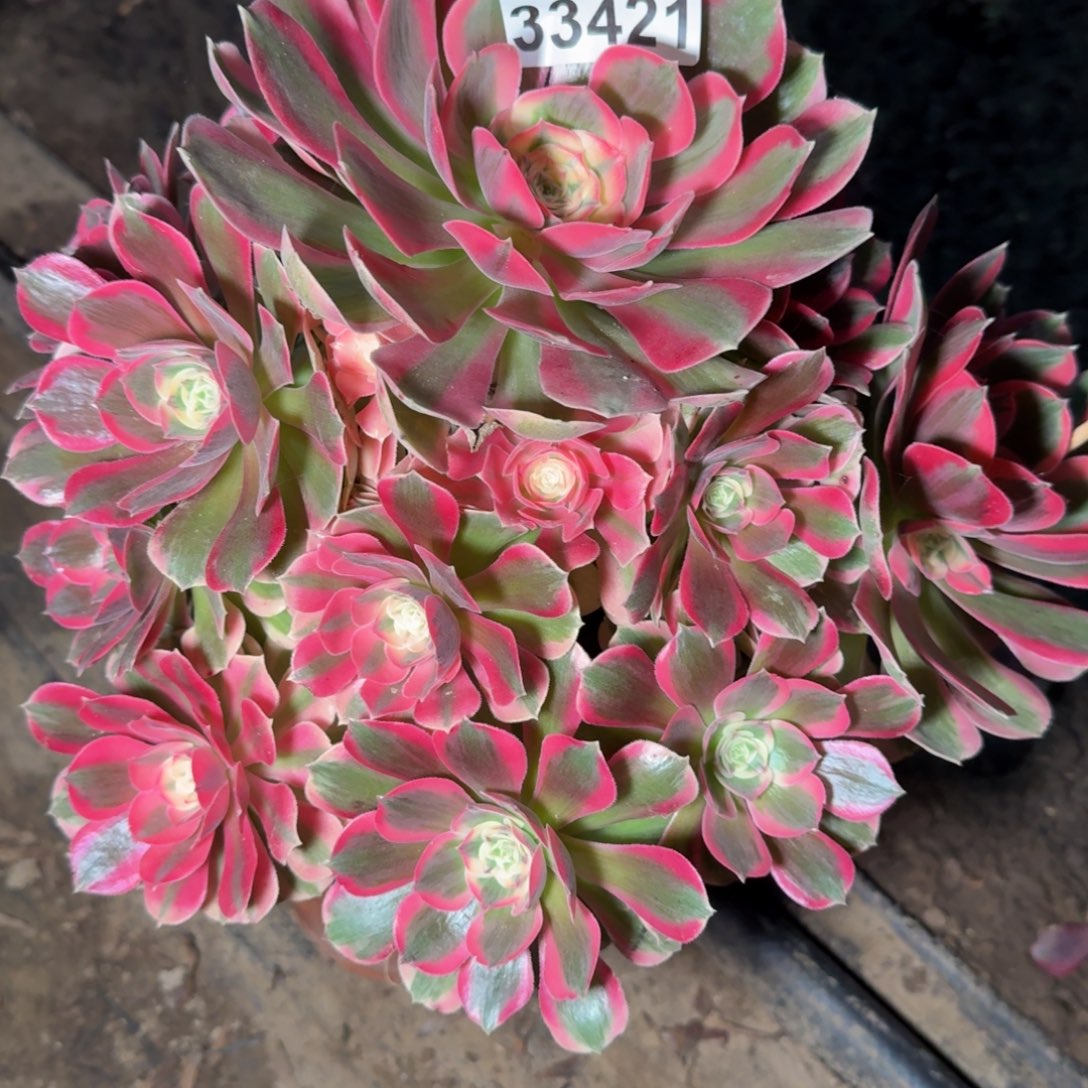 33421女郎包邮不包断枝