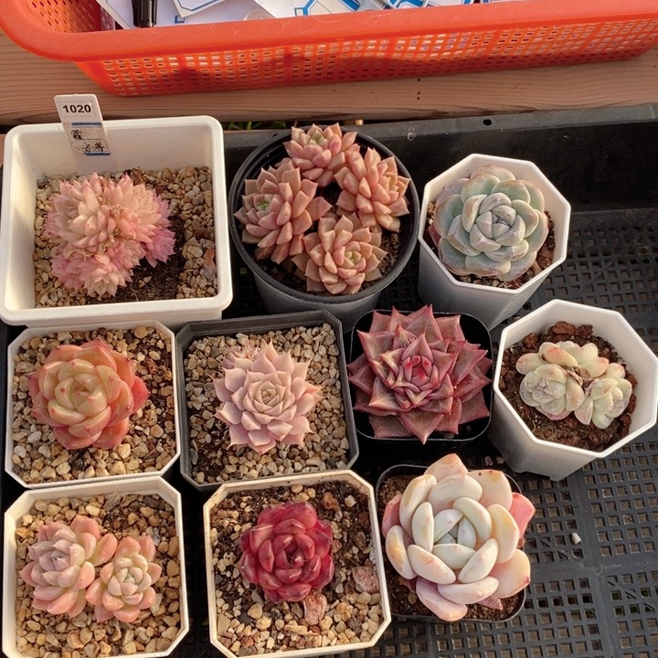 1020肉10颗 打包福利