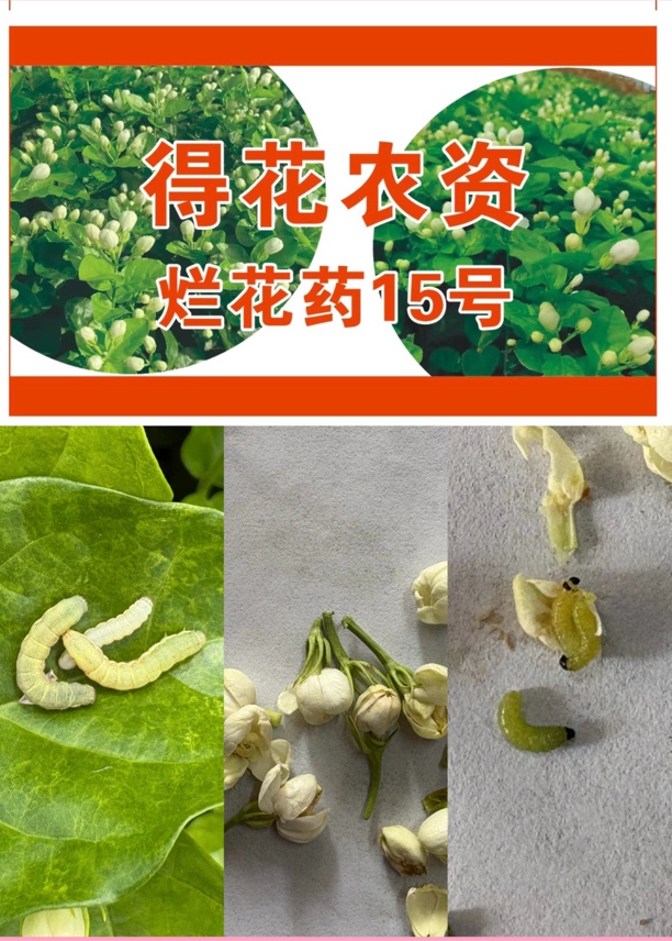 茉莉花烂花青虫1份1桶水-10桶水