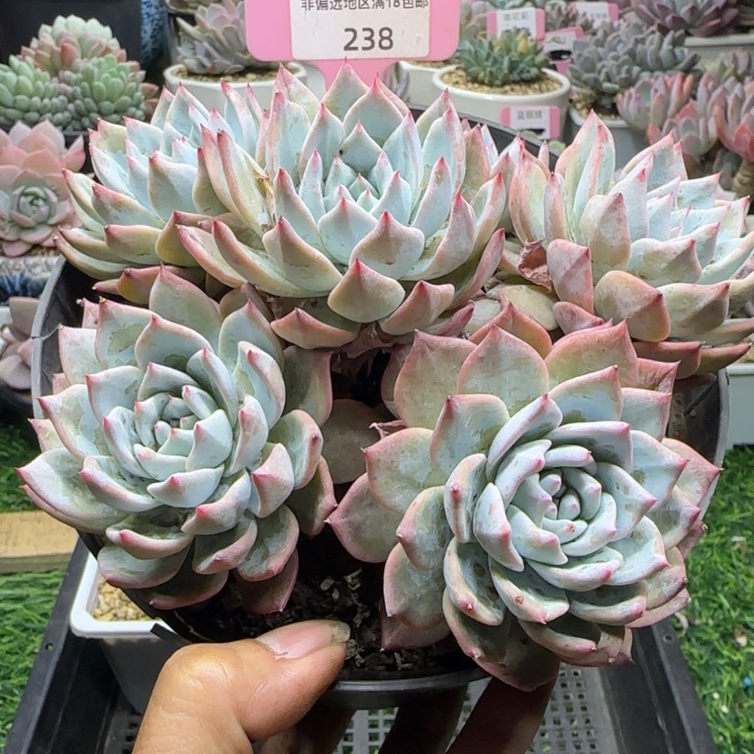 锦安精品多肉植物238