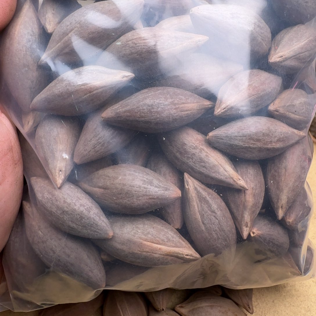 荃***橄榄核手串/手链橄榄核雕刻袋装散籽