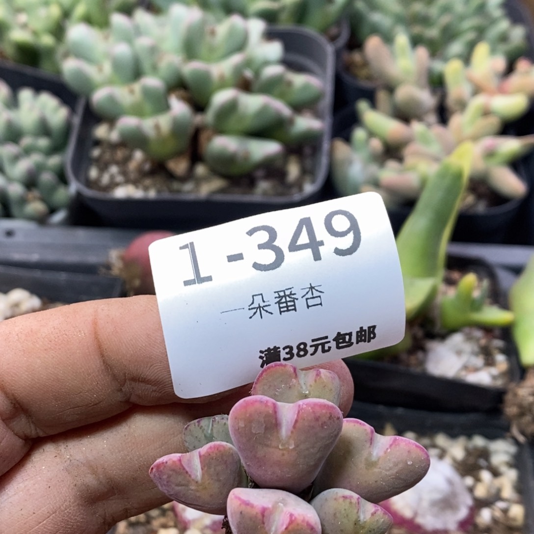 草*雪566666866886988888
