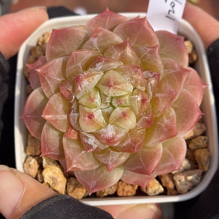 1207-641'冰魄多肉