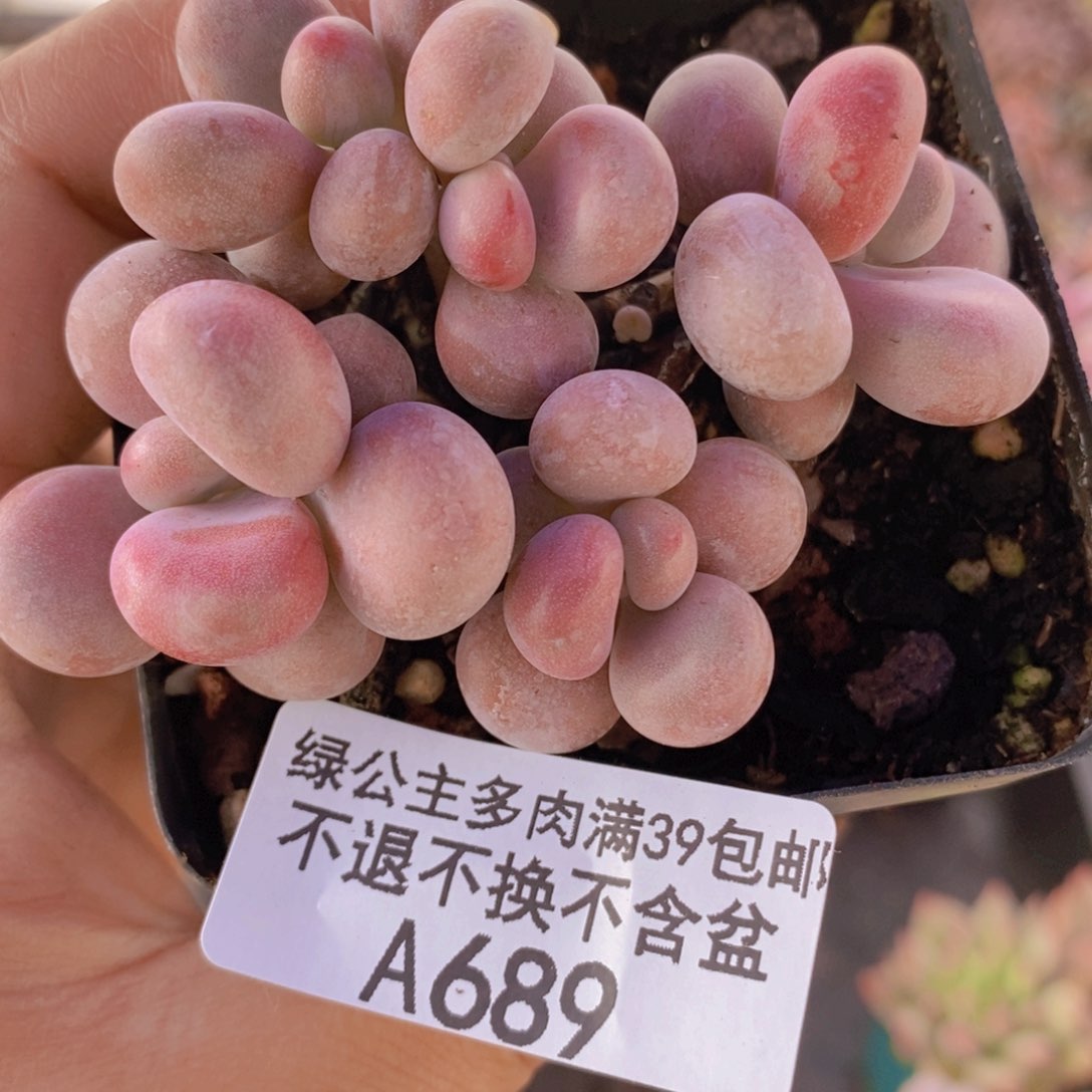 腰子桃蛋6cm689多肉植物