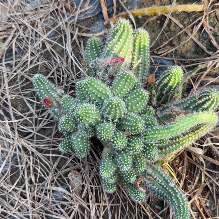 白檀仙人掌群生一群280