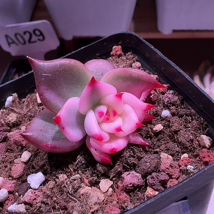 红颜密语锦锦锦锦锦