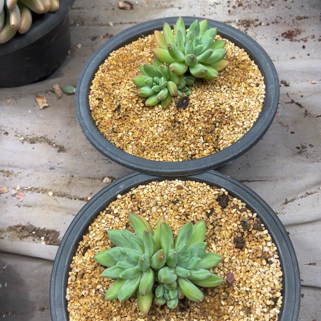 美人00000000000000