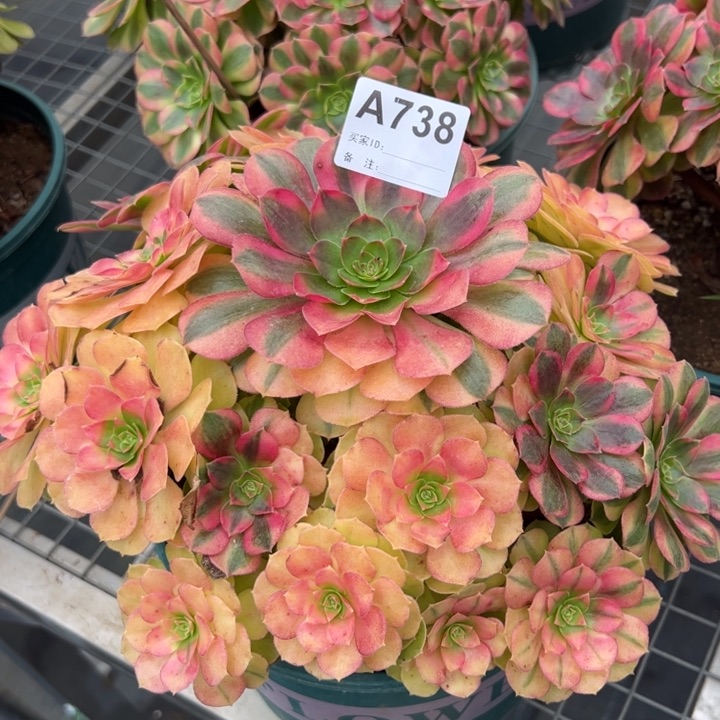 738雨荷23厘米左右