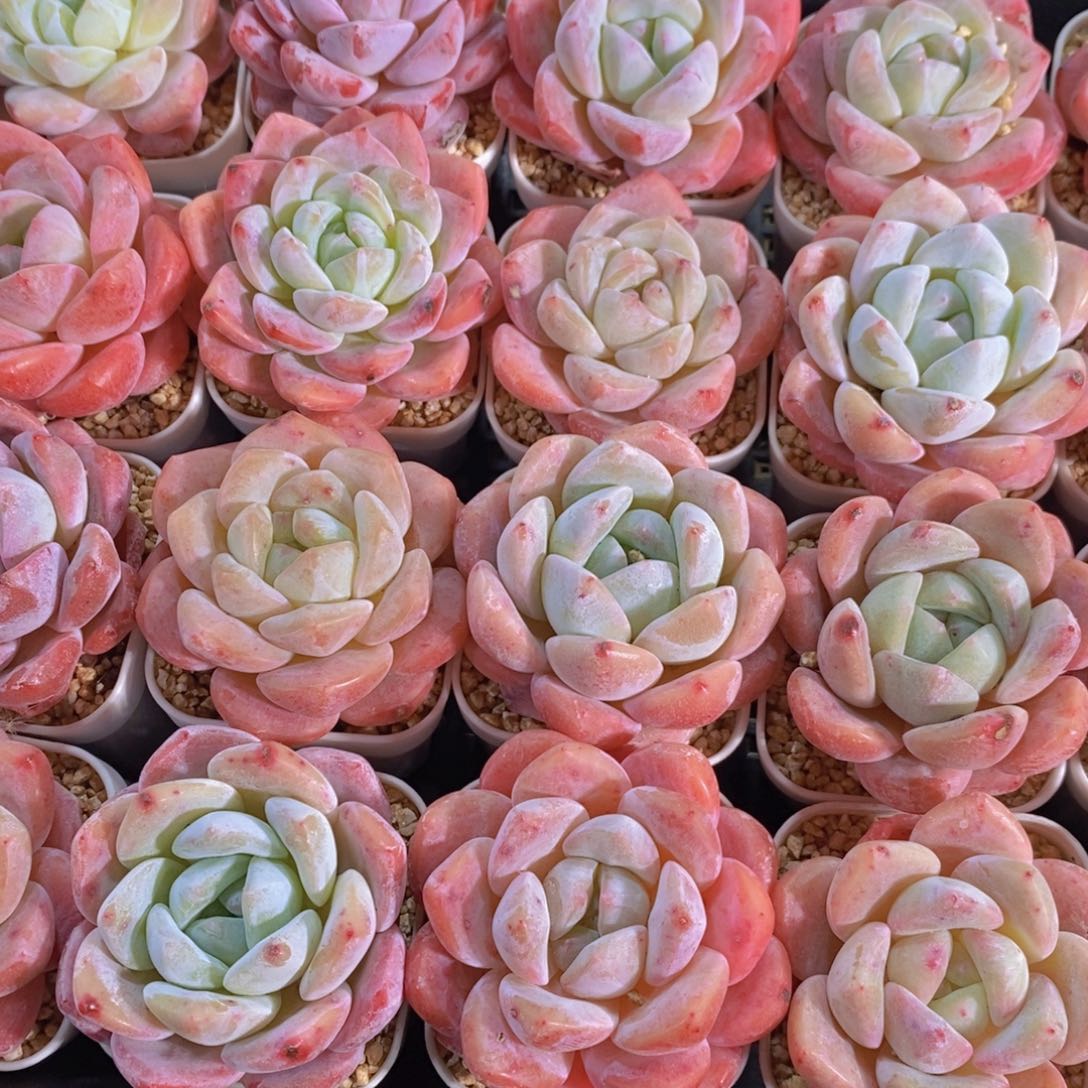 量拍32号 奶油冰橙单头一个