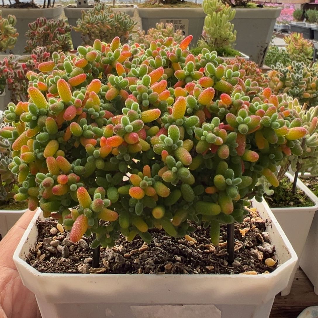 10-343蜜橘老桩3年冠幅11厘米左右