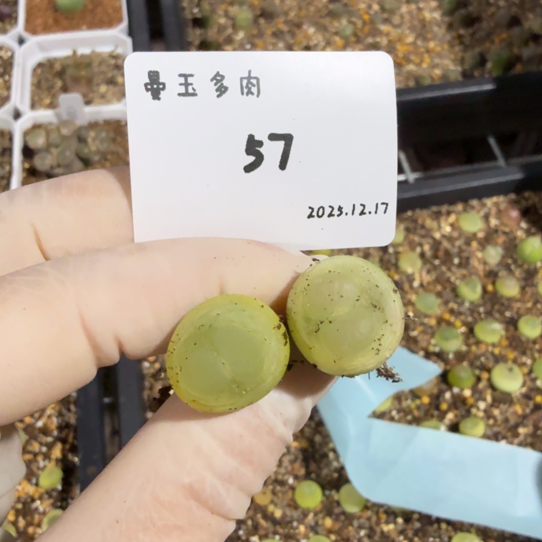 卓***念多肉多肉多肉12.17-057