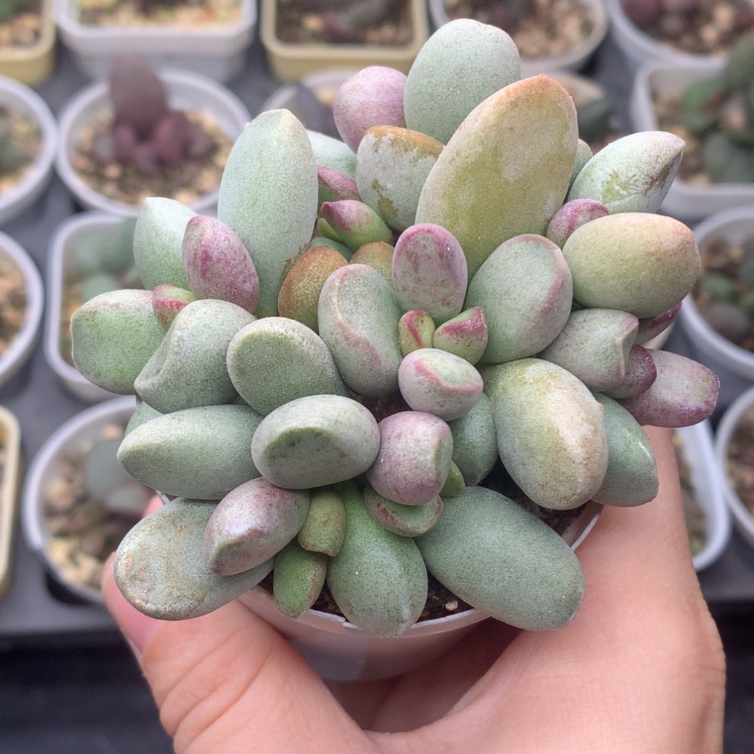 红色仙桃一物一拍