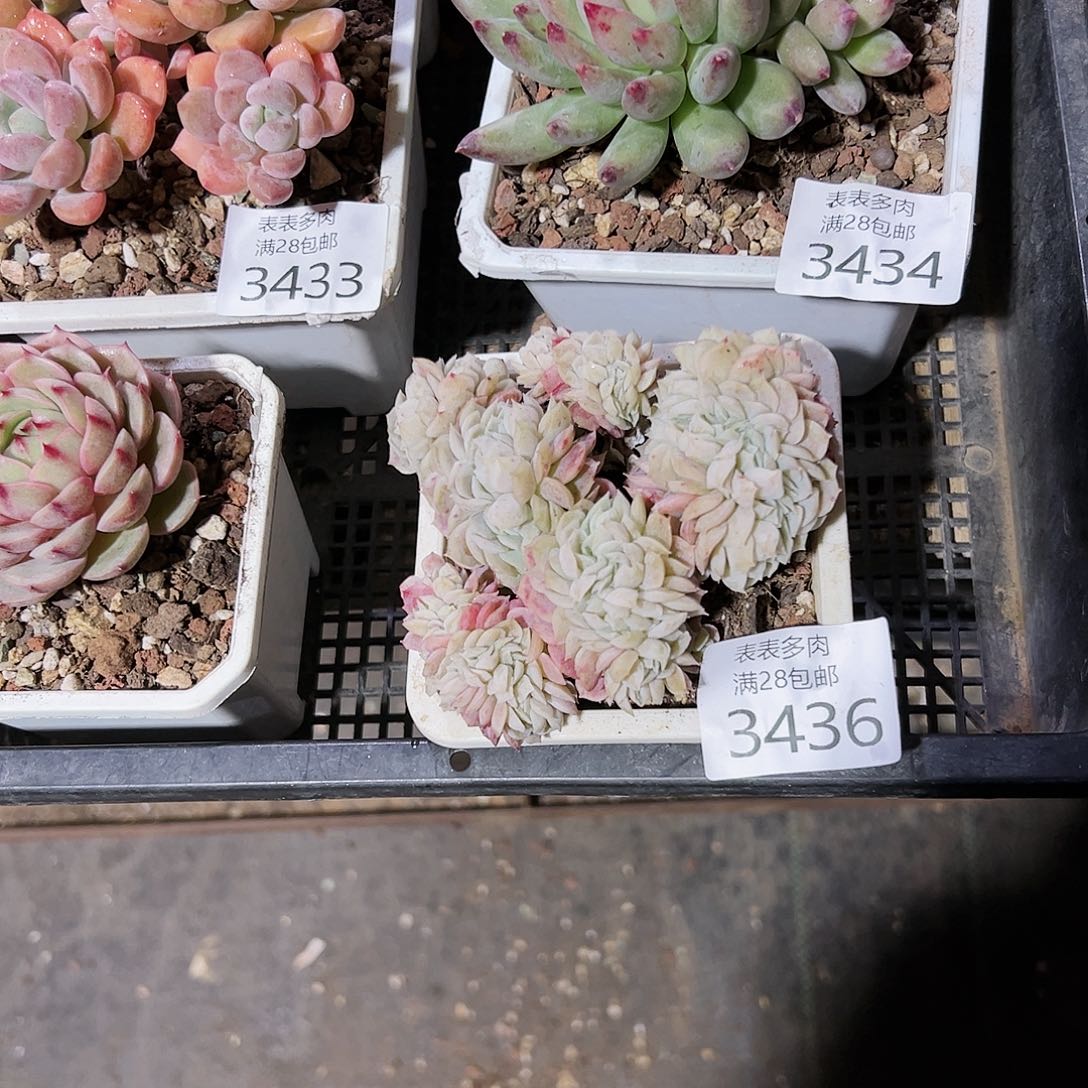 9号N***r我们的确是一3436