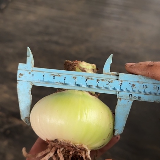 精灵7.5～8 开花球 根有点少 开花包对版