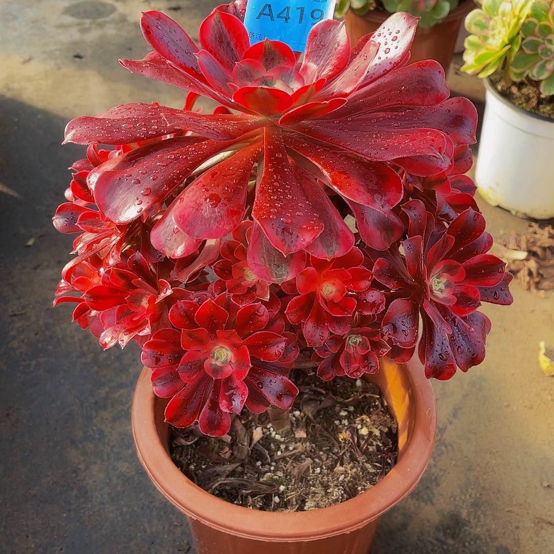 美杜莎419拖土法师