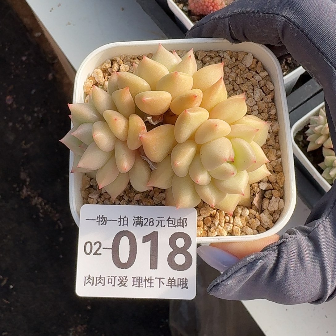 黄金象牙无盆土发货无盆