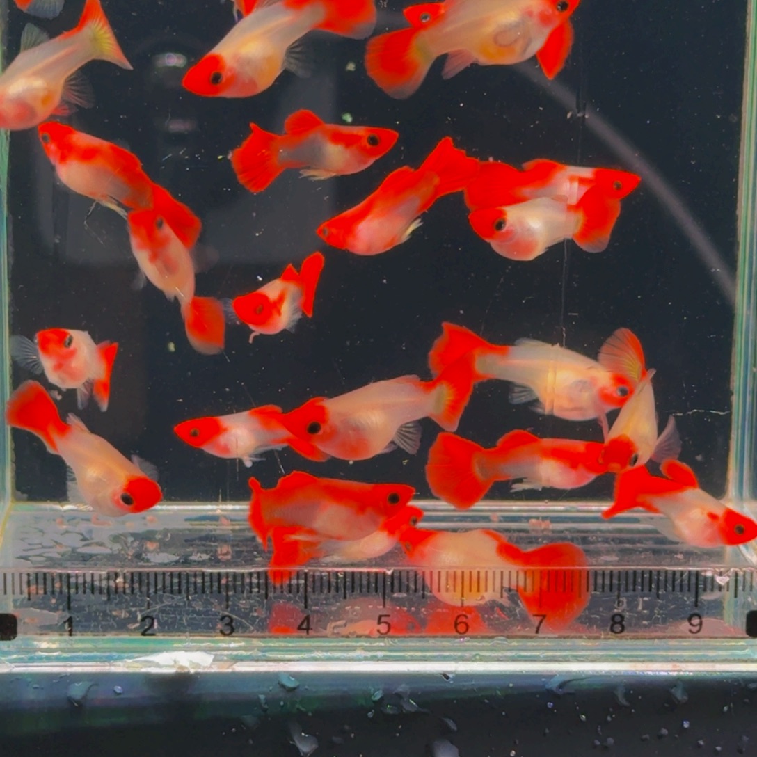 孔雀鱼球体红头玻璃猫1对