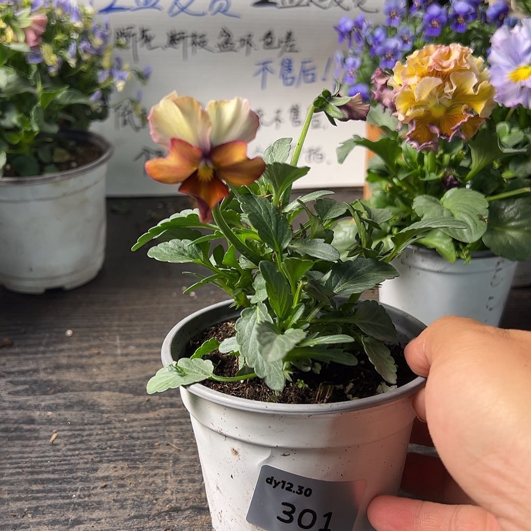 当前无花朵，栽培后可花朵301号