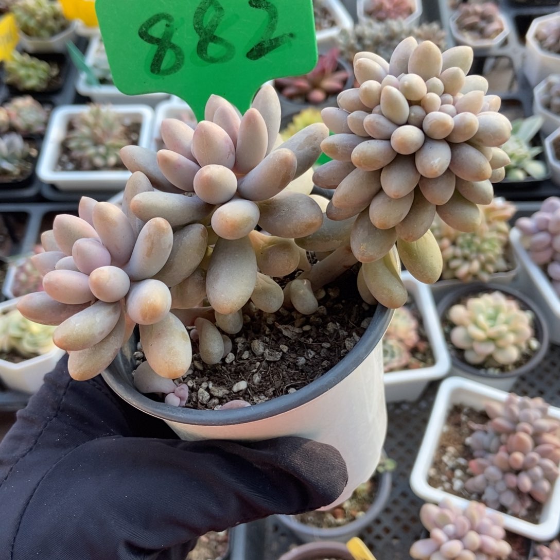 882汤圆缀多肉植物