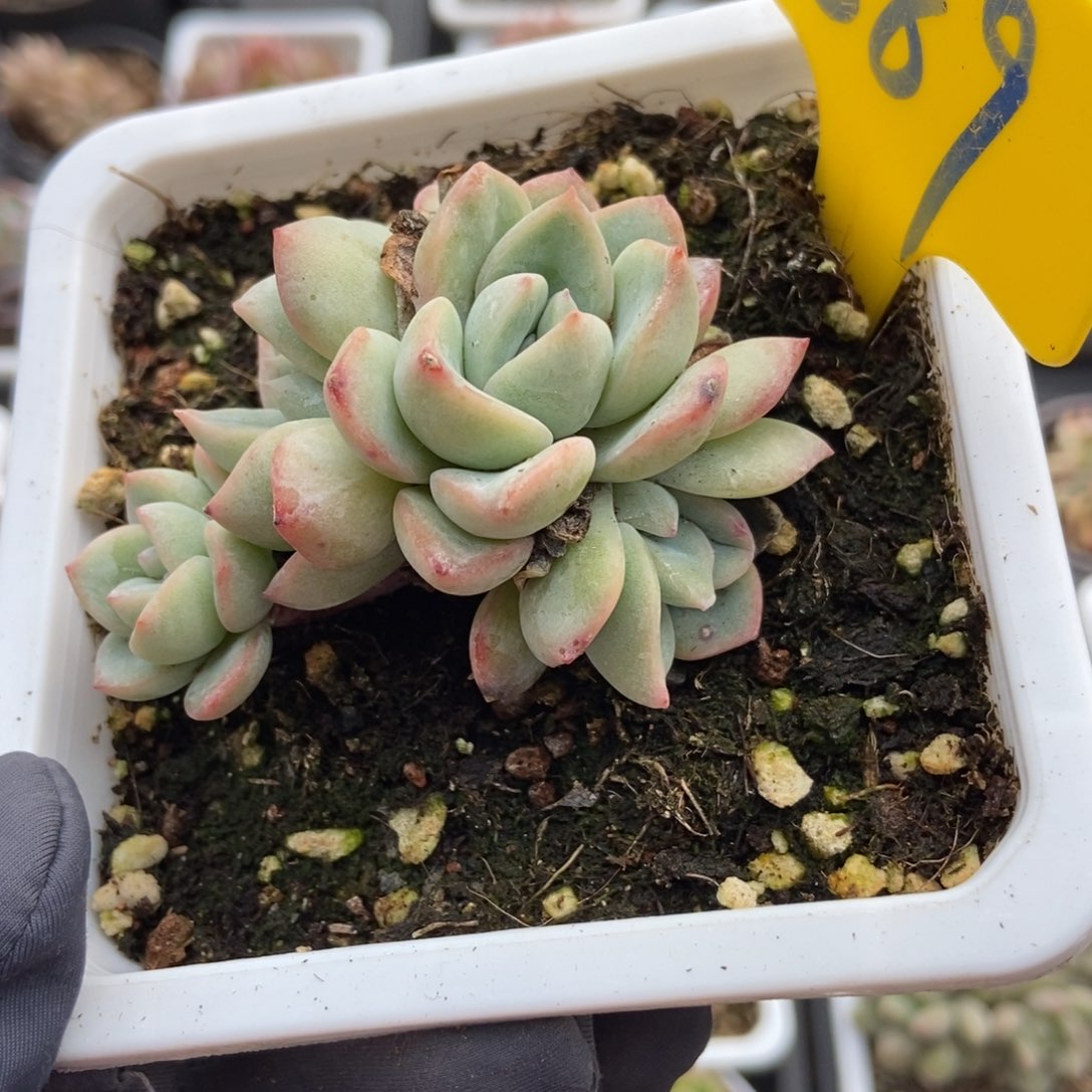 889泡芙多肉植物保护 