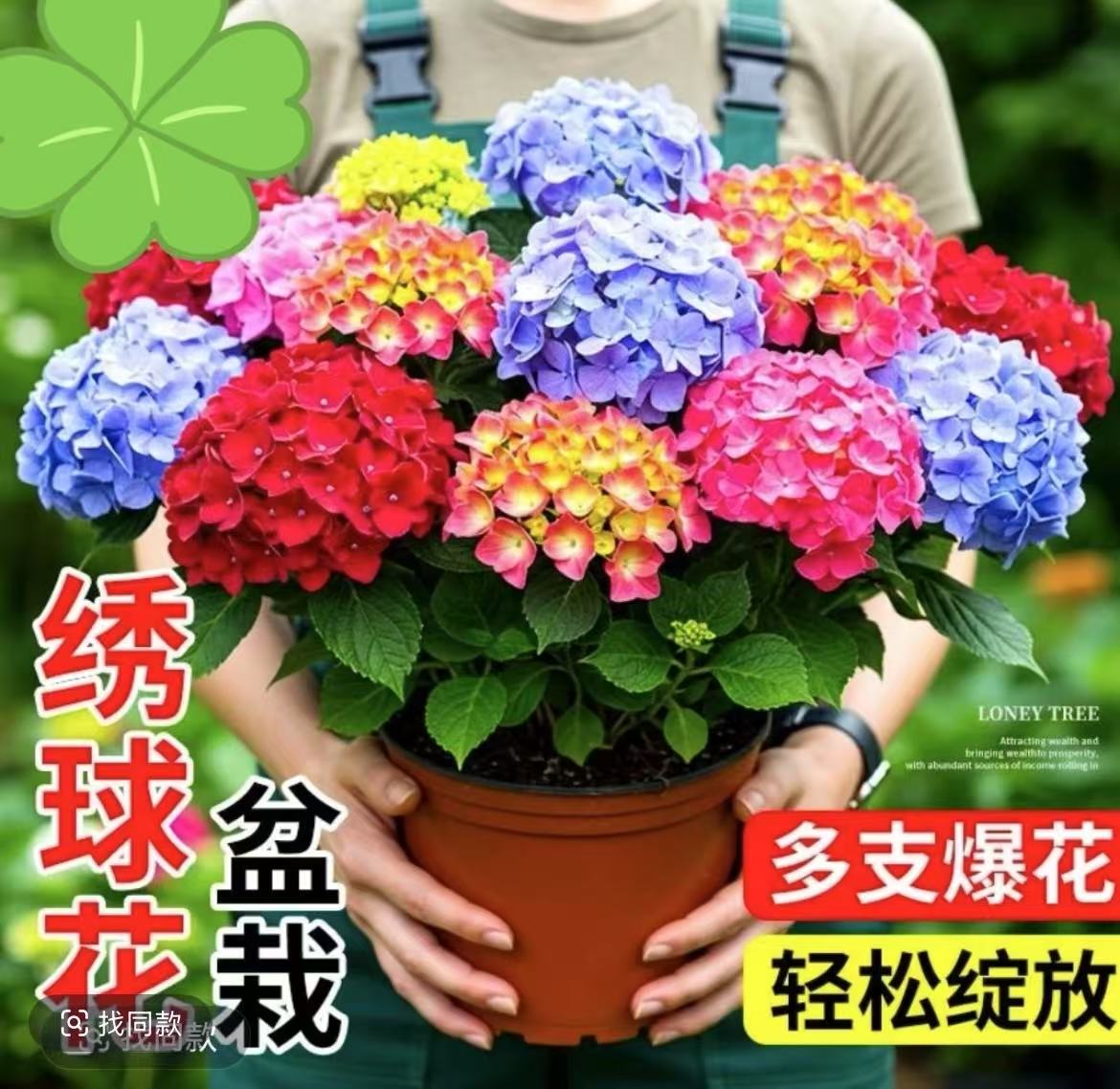 多色重瓣大花绣球